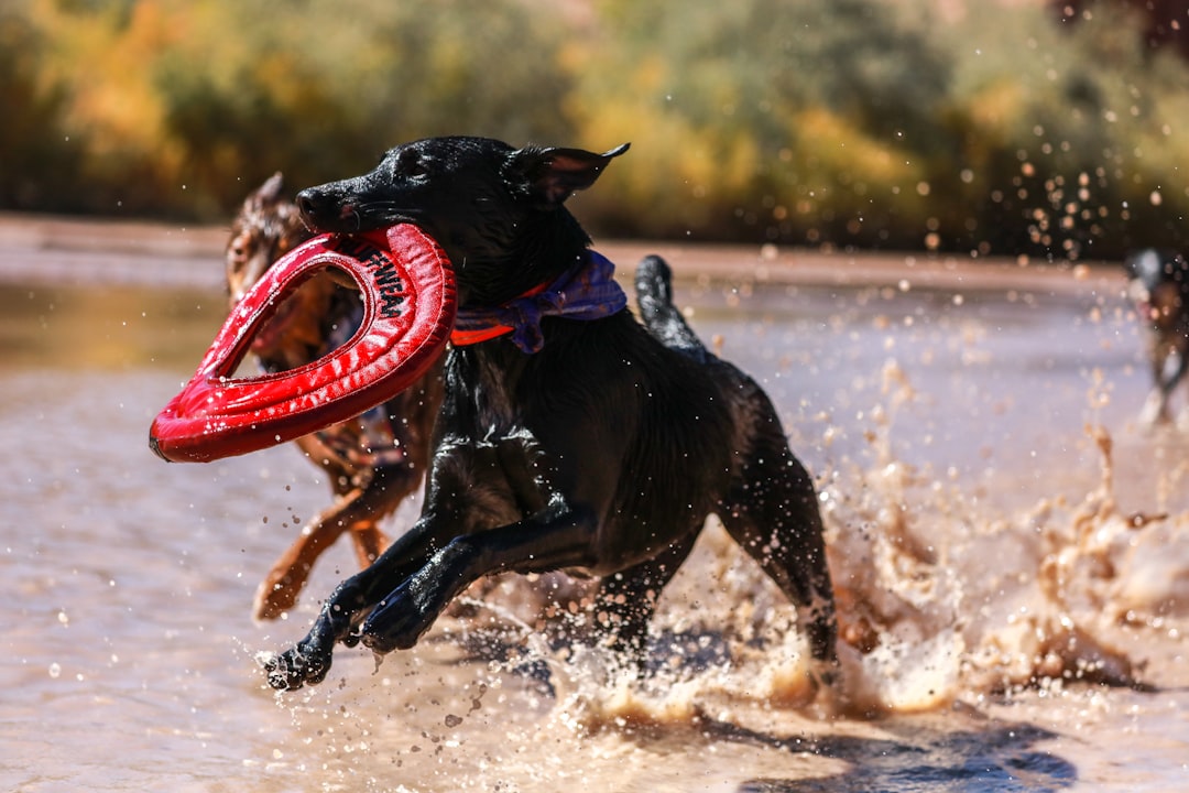 Scopri di più sull'articolo Cani da salvataggio: i veri eroi dell’acqua