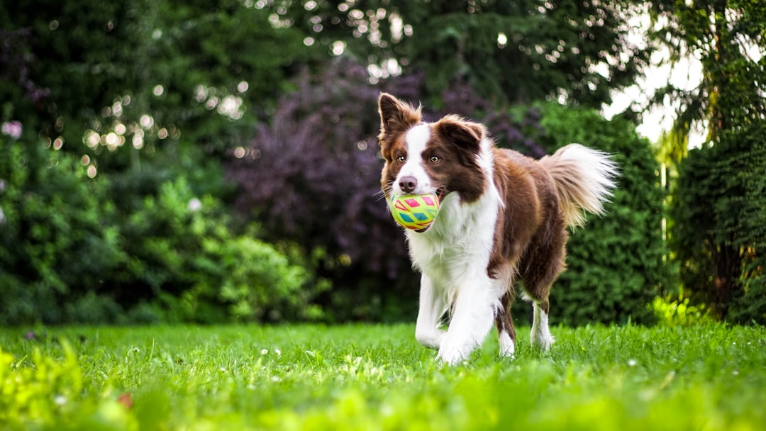 Scopri di più sull'articolo Posso portare il mio cane in ristorante? Tutto ciò che devi sapere sulla politica cani-ammissibili nei ristoranti italiani