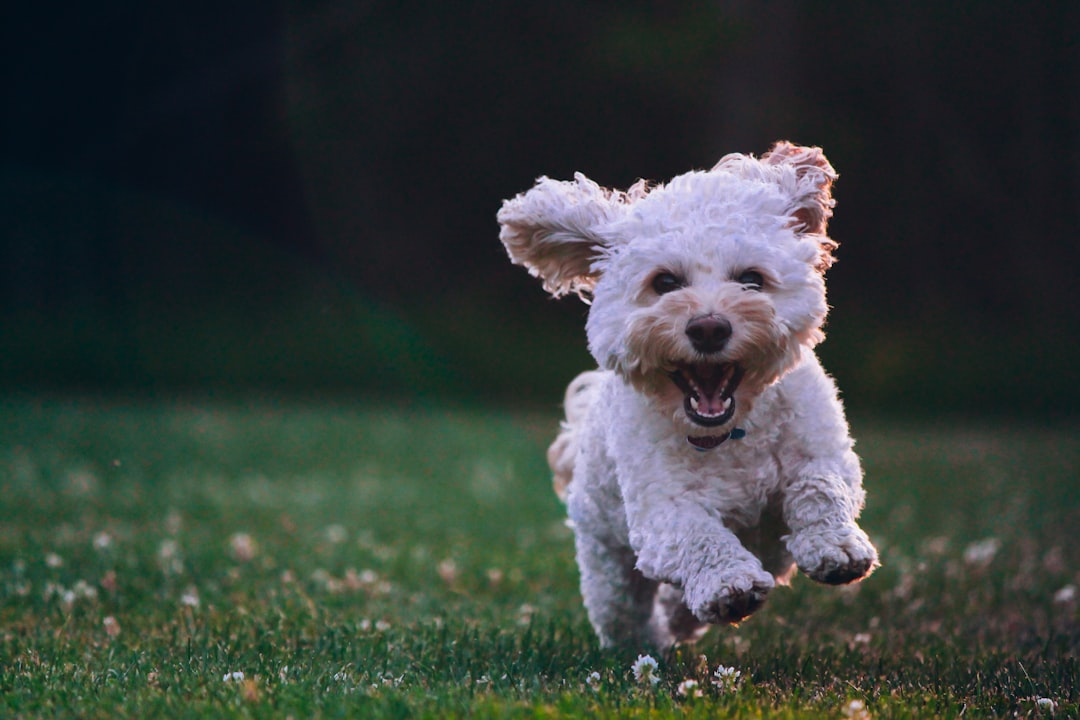 Scopri di più sull'articolo Addestrare il cane: tecniche efficaci per un compagno fedele