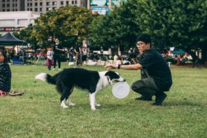 Scopri di più sull'articolo Addestratori di cani: la soluzione ai problemi comportamentali.