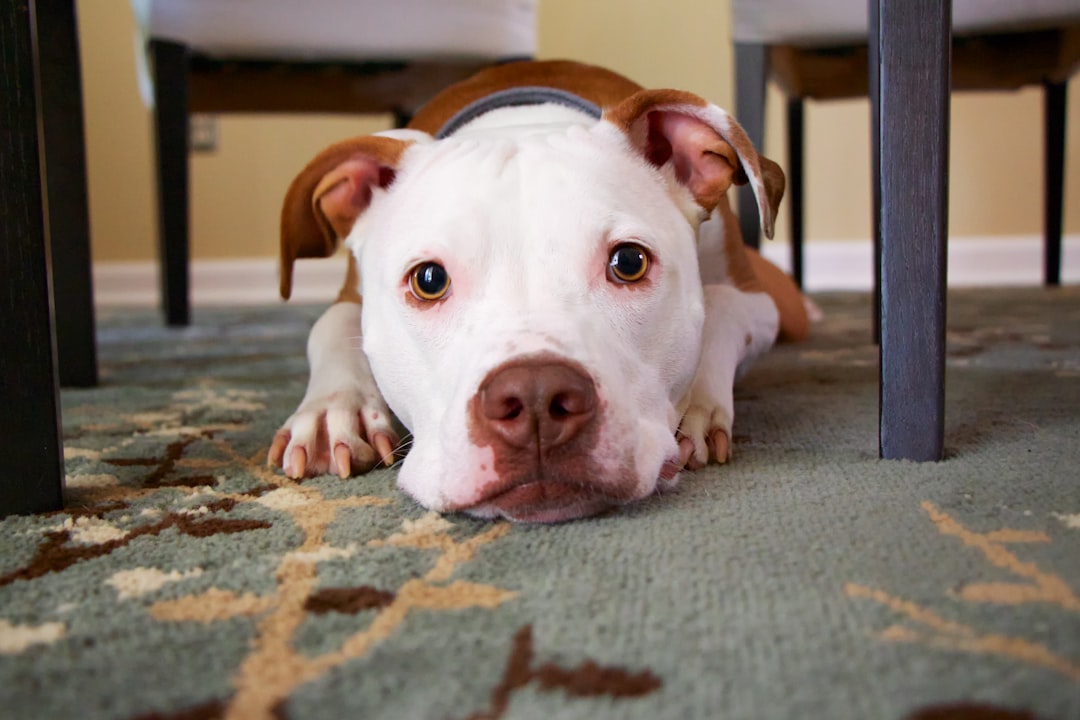 Scopri di più sull'articolo Come educare il tuo cane: consigli utili