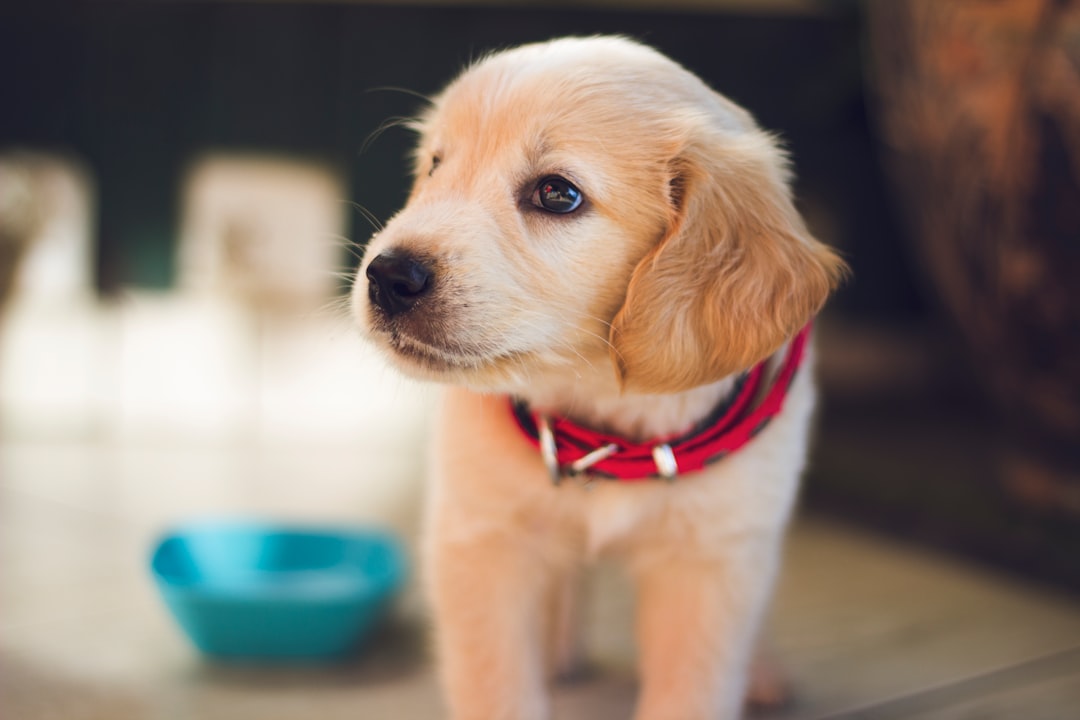 Al momento stai visualizzando Addestratore cinofilo: educare il tuo cane con successo