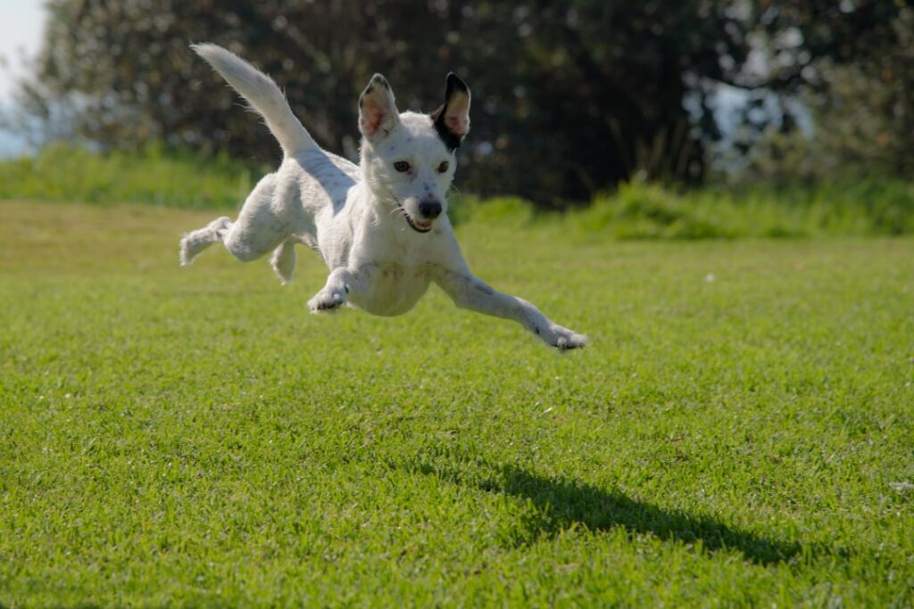 Photo Dog trainer